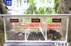 美丽中国行丨全球仅此一株 四项硬核举措守护翠